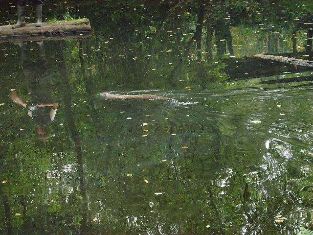 Damenfahrt Otterzentrum 011.jpg